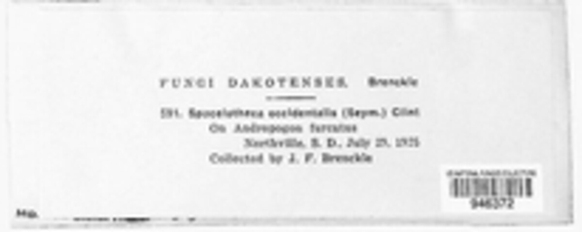 Sporisorium occidentale image